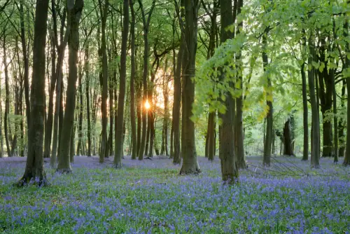 The Cotswolds
