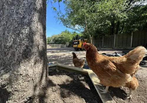 Day 49: Feathers and Foundations
