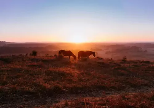 The New Forest Motorhome Itinerary