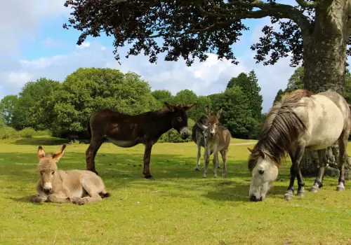 A South Coast Motorhome Route: Hampshire to Dorset